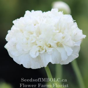 Poppy 'White Peony '