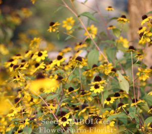 Rudbeckia triloba - 'Black Eyed Susan'
