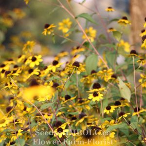 Rudbeckia triloba - 'Black Eyed Susan'