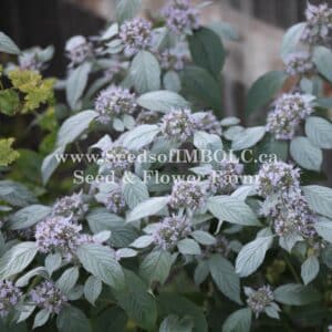 Silverleaf Mountain Mint