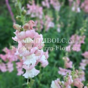 Snapdragon 'Apple Blossom'