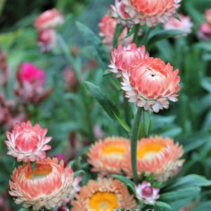 Strawflowers "Apricot & Silvery Rose Mix"
