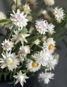Strawflower - White (blush)