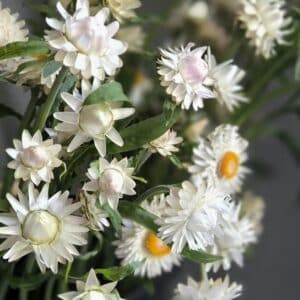 Strawflower - White (blush)