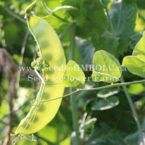 Sumo Snow Pea