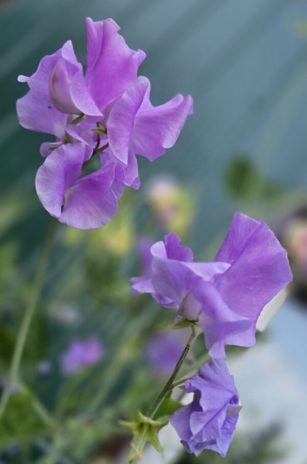Sweet Pea Mix #1 - Image 4