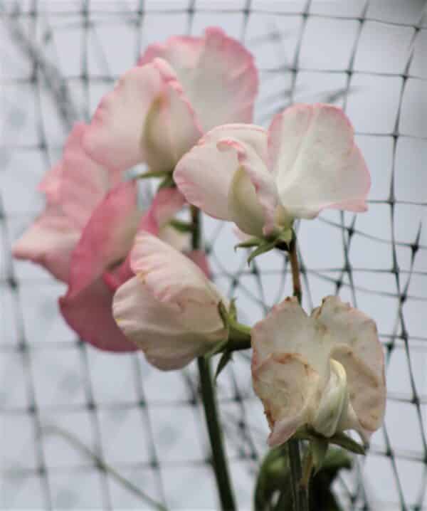 Sweet Pea Mix #2 - Image 3