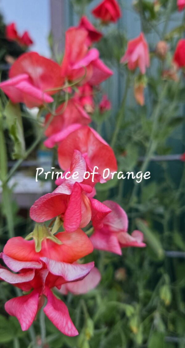 Sweet Pea Mix #1 - Image 3