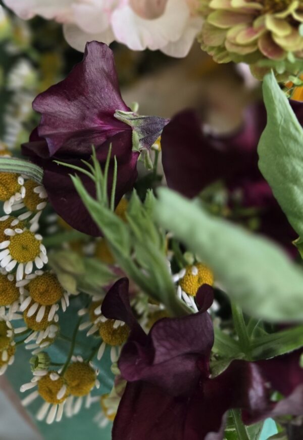 Sweet Pea Mix #1 - Image 5