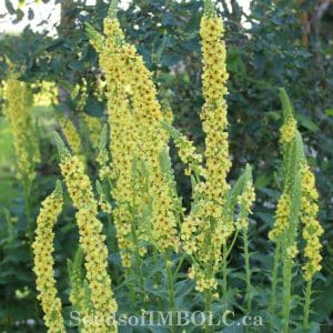 Verbascum Chaixii 'Sixteen Candles'