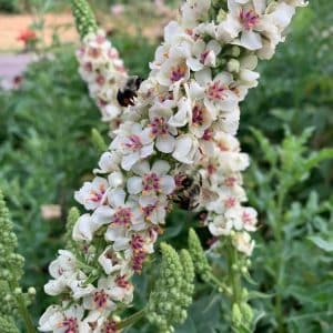 Verbascum chaixii 'Wedding Candles'