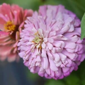 Zinnia Mix #1